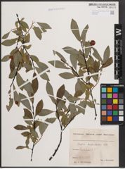 Foto von Salix daphnoides Vill.